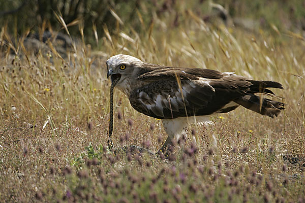 Schlangenadler (Circaetus gallicus)