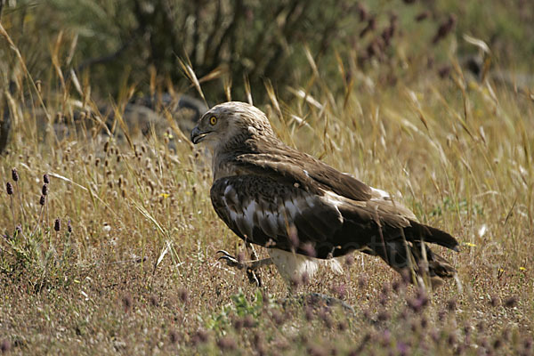 Schlangenadler (Circaetus gallicus)