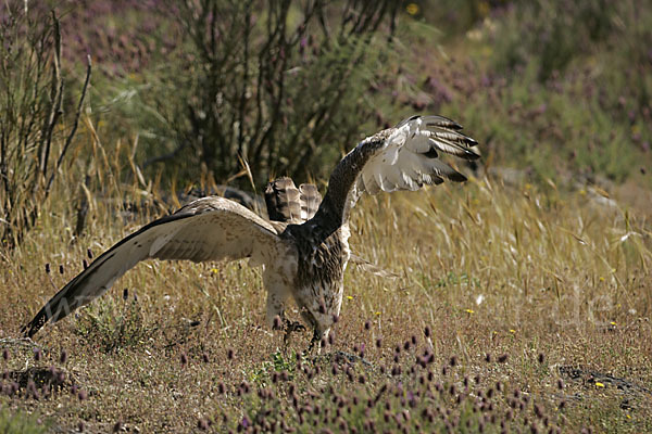 Schlangenadler (Circaetus gallicus)