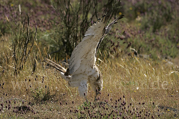 Schlangenadler (Circaetus gallicus)