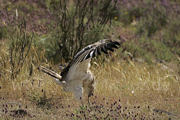 Schlangenadler (Circaetus gallicus)