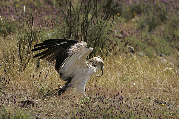 Schlangenadler (Circaetus gallicus)