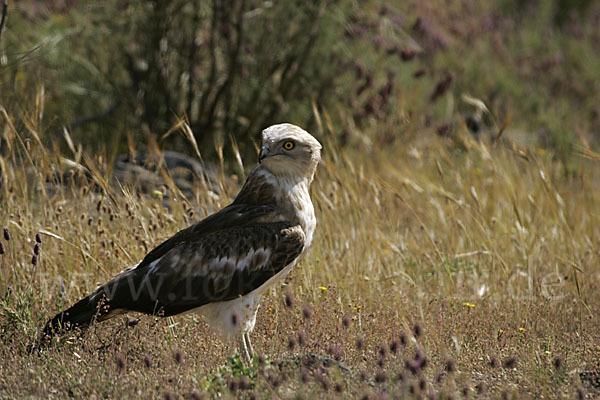 Schlangenadler (Circaetus gallicus)