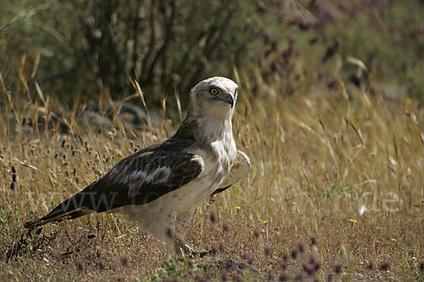 Schlangenadler (Circaetus gallicus)