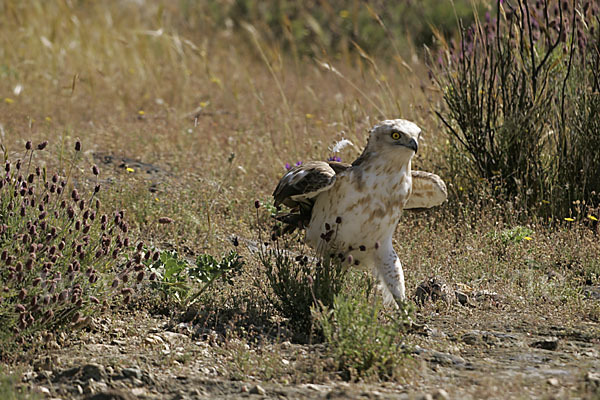 Schlangenadler (Circaetus gallicus)