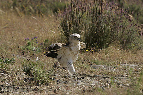 Schlangenadler (Circaetus gallicus)