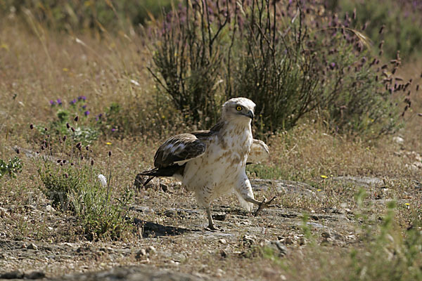 Schlangenadler (Circaetus gallicus)