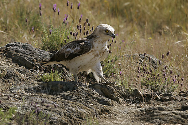 Schlangenadler (Circaetus gallicus)