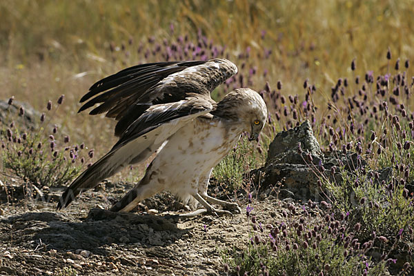 Schlangenadler (Circaetus gallicus)