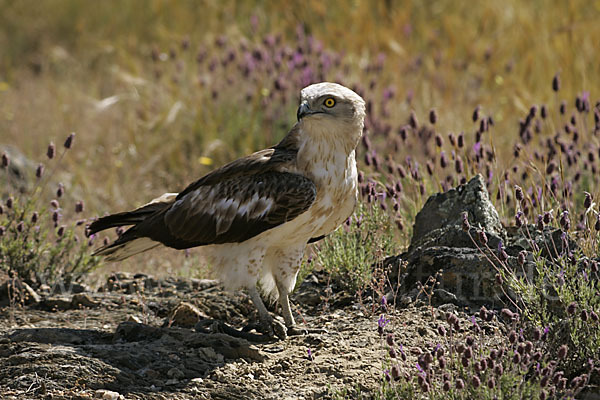 Schlangenadler (Circaetus gallicus)