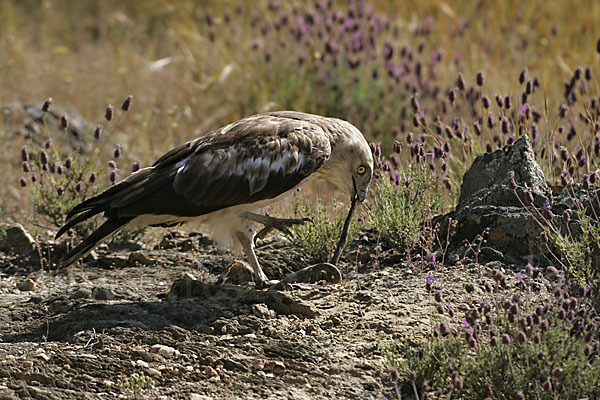 Schlangenadler (Circaetus gallicus)