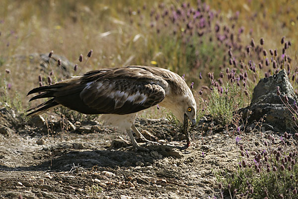 Schlangenadler (Circaetus gallicus)