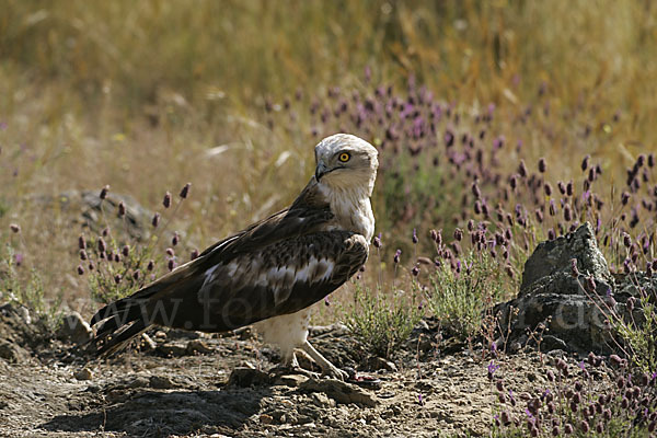 Schlangenadler (Circaetus gallicus)