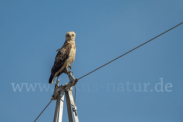 Schlangenadler (Circaetus gallicus)