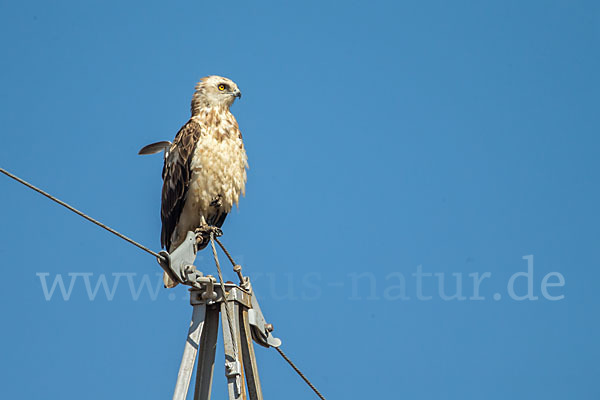 Schlangenadler (Circaetus gallicus)