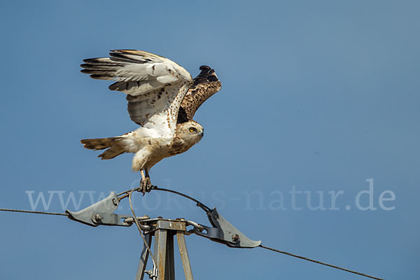 Schlangenadler (Circaetus gallicus)