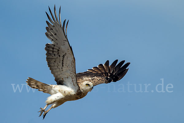 Schlangenadler (Circaetus gallicus)