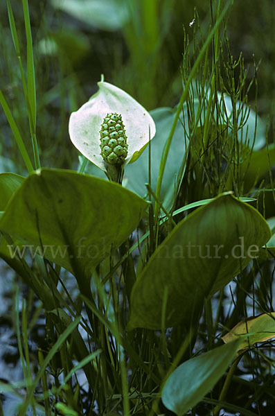 Schlangenwurz (Calla palustris)