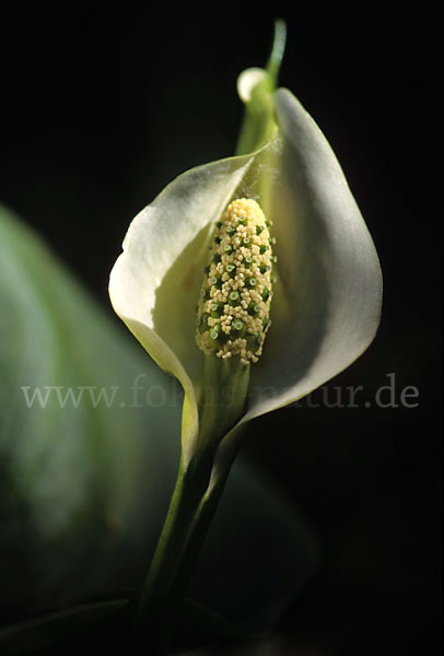 Schlangenwurz (Calla palustris)