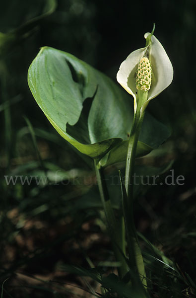 Schlangenwurz (Calla palustris)