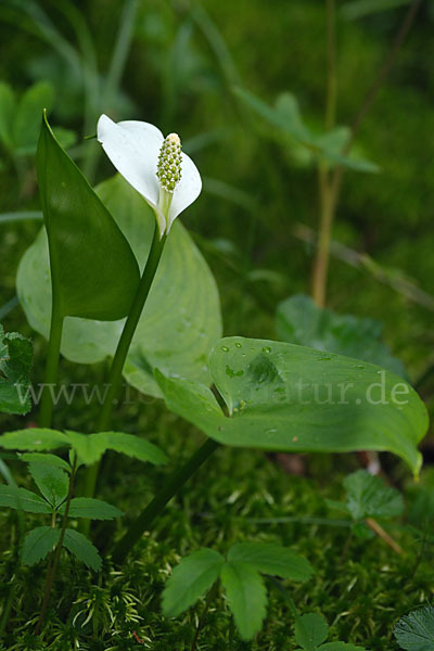 Schlangenwurz (Calla palustris)