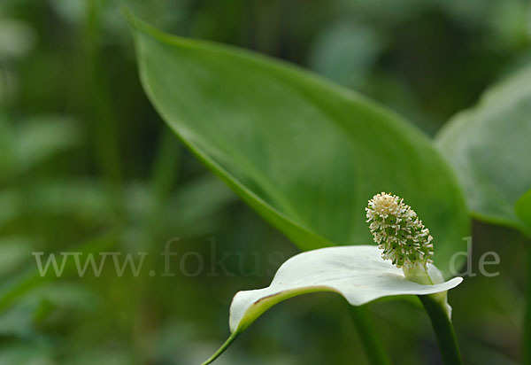 Schlangenwurz (Calla palustris)