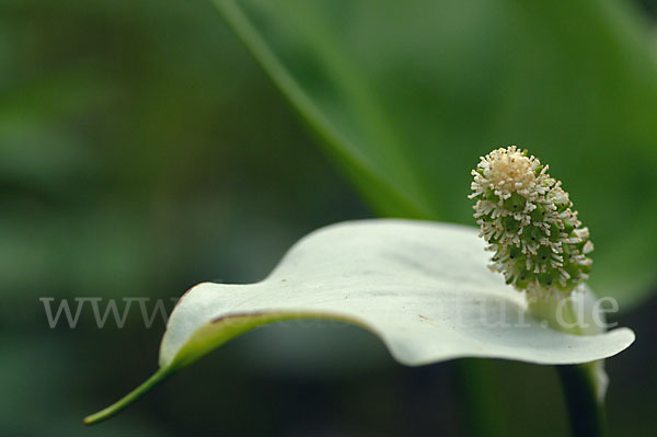 Schlangenwurz (Calla palustris)