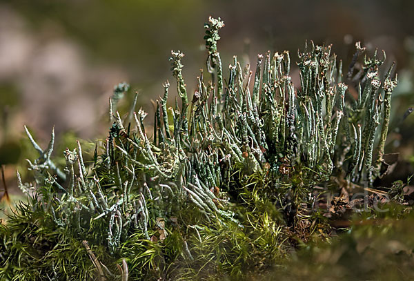 Schlanke Becherflechte (Cladonia gracilis)