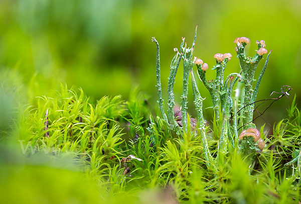 Schlanke Becherflechte (Cladonia gracilis)