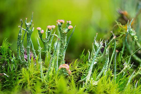 Schlanke Becherflechte (Cladonia gracilis)