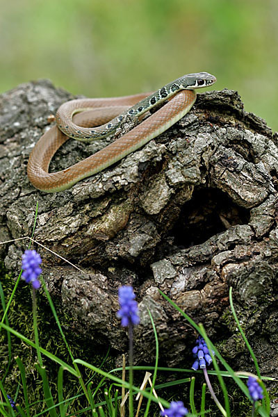 Schlanknatter (Coluber najadum)