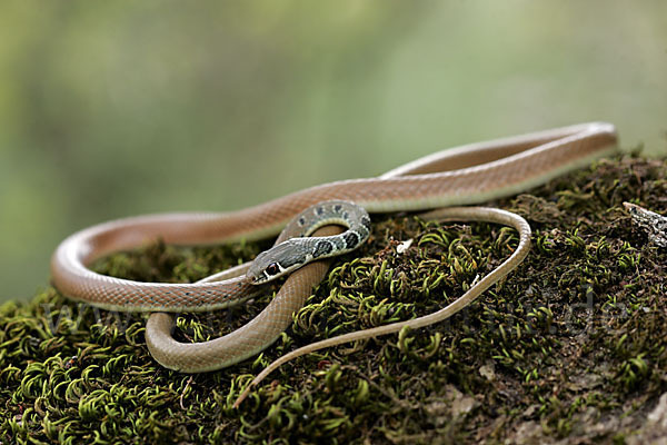 Schlanknatter (Coluber najadum)