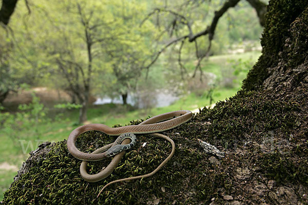 Schlanknatter (Coluber najadum)