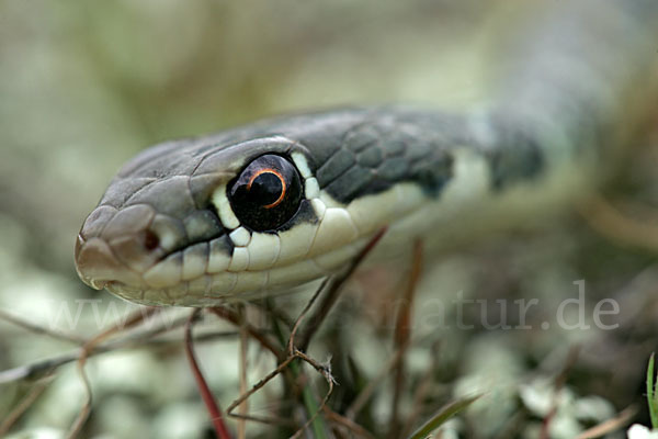 Schlanknatter (Coluber najadum)