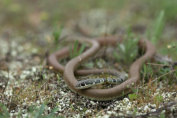 Schlanknatter (Coluber najadum)