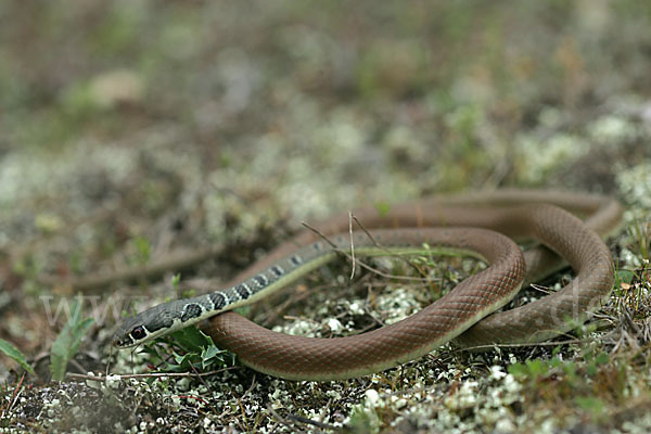 Schlanknatter (Coluber najadum)