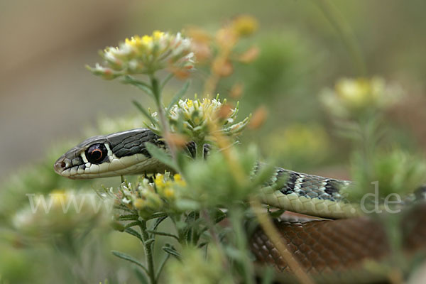 Schlanknatter (Coluber najadum)