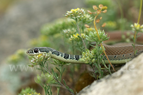 Schlanknatter (Coluber najadum)