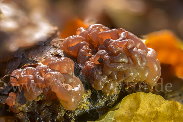 Schlauchzitterling (Ascotremella faginea)