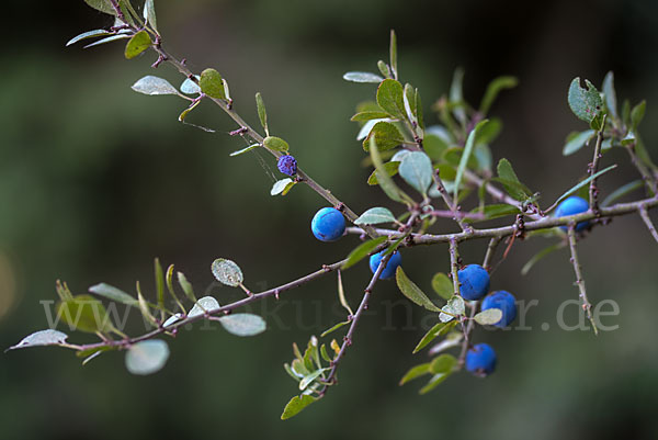 Schlehe (Prunus spinosa)