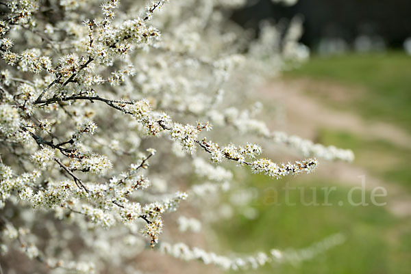 Schlehe (Prunus spinosa)