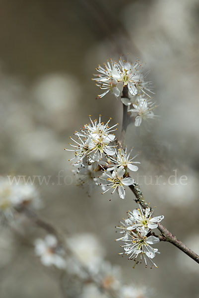 Schlehe (Prunus spinosa)