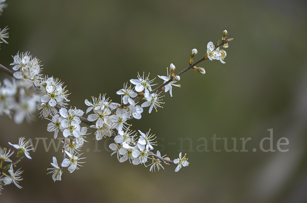 Schlehe (Prunus spinosa)