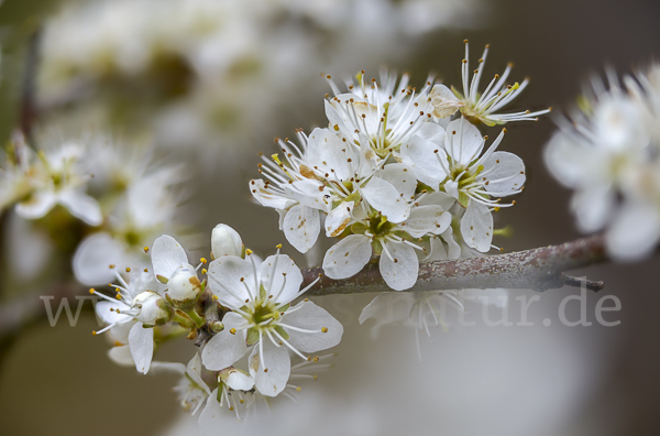 Schlehe (Prunus spinosa)