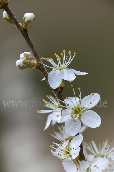 Schlehe (Prunus spinosa)