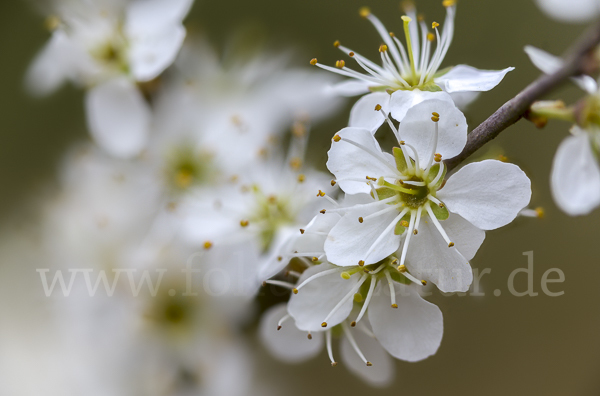 Schlehe (Prunus spinosa)