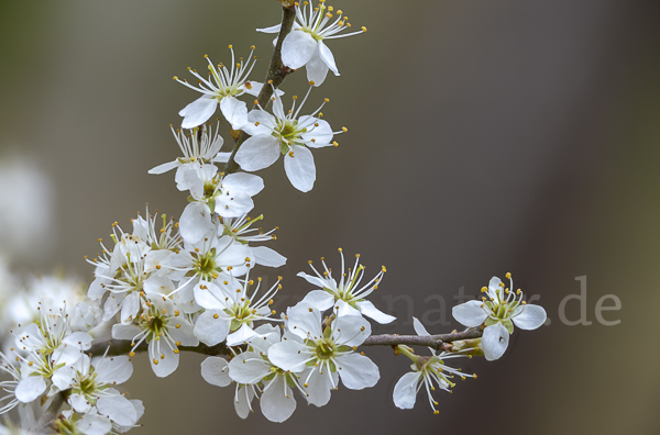 Schlehe (Prunus spinosa)