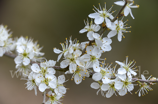 Schlehe (Prunus spinosa)