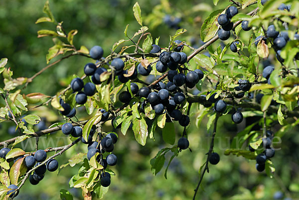 Schlehe (Prunus spinosa)