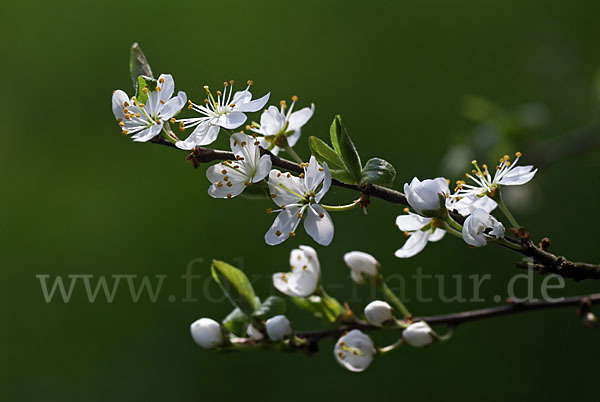 Schlehe (Prunus spinosa)